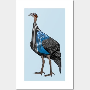 Vulturine guineafowl bird cartoon illustration Posters and Art